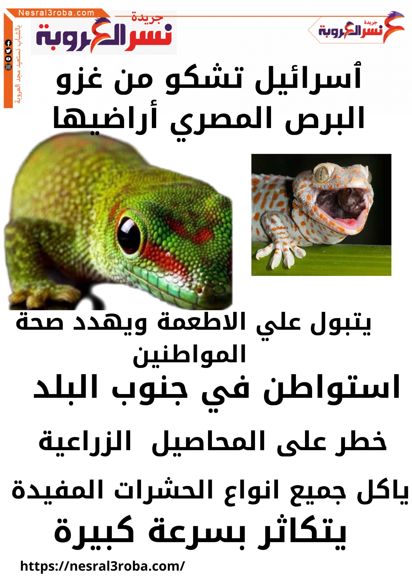 يتبول على الأطعمة.. إسرائيل تشكو من غزو البرص المصري: "يتكاثر بسرعة كبيرة"
