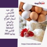 قبل عيد الأضحى.. تعرف علي أسعار الفراخ والبيض بأنواعها المختلفة الإثنين 19 يونيو 2023