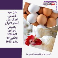 قبل عيد الأضحى.. تعرف علي أسعار الفراخ والبيض بأنواعها المختلفة الإثنين 19 يونيو 2023