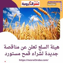 هيئة العامة للسلع تعلن عن مناقصة جديدة لشراء قمح مستورد مع التسليم خلال شهر يناير 2024