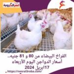 الفراخ البيضاء من 80 و 81 جنيه.. أسعار الدواجن اليوم الأربعاء 17ابريل 2024