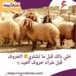 خلي بالك قبل ما تشتري الخروف قبل شراء خروف العيد