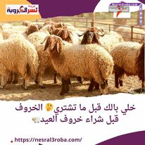 خلي بالك قبل ما تشتري الخروف قبل شراء خروف العيد