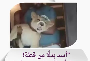 "رجل أعمال مصري يثير ضجة بتربية أسد في فيلا فارهة بالمعادي"