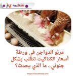 مربّو الدواجن في ورطة..أسعار الكتاكيت تتقلب بشكل جنوني.. ما الذي يحدث؟