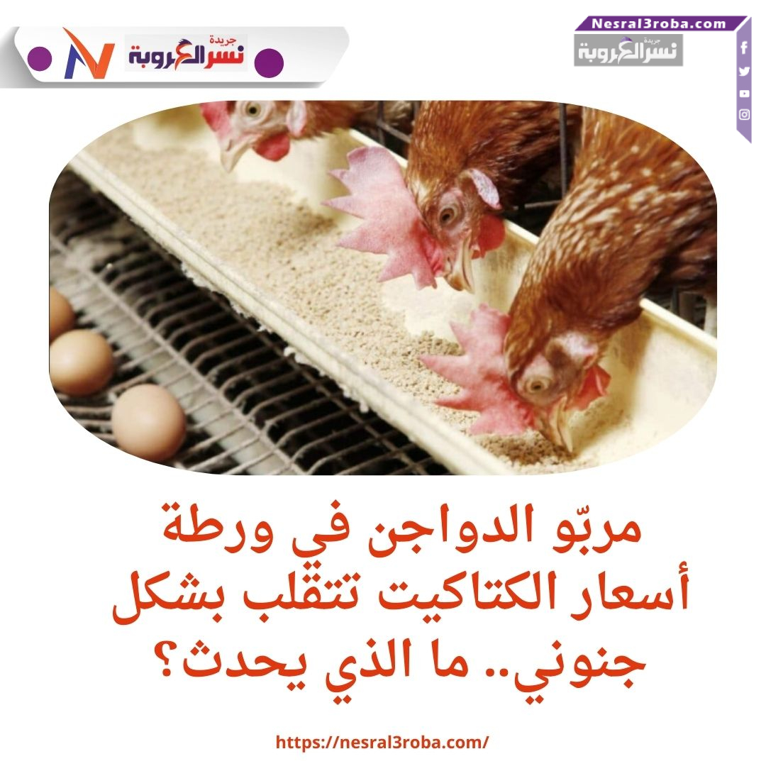 مربّو الدواجن في ورطة..أسعار الكتاكيت تتقلب بشكل جنوني.. ما الذي يحدث؟