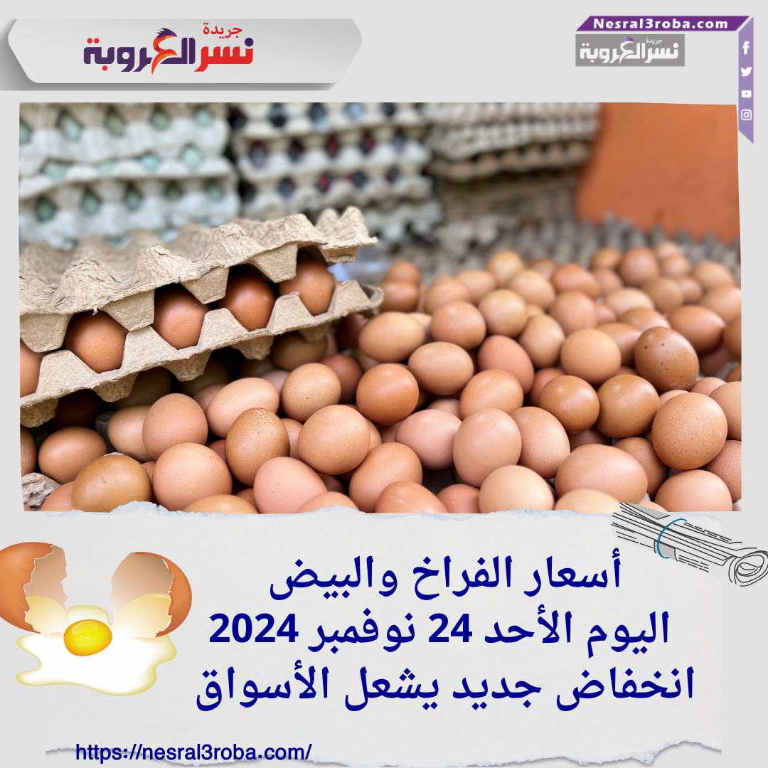 أسعار الفراخ والبيض اليوم الأحد 24 نوفمبر 2024.. انخفاض جديد يشعل الأسواق