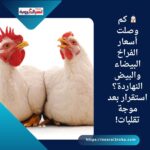 🐔 كم وصلت أسعار الفراخ البيضاء والبيض النهاردة؟ استقرار بعد موجة تقلبات!