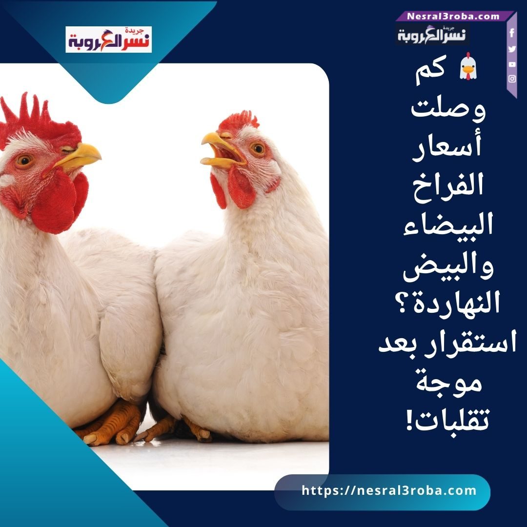 🐔 كم وصلت أسعار الفراخ البيضاء والبيض النهاردة؟ استقرار بعد موجة تقلبات!