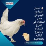 🐔 أسعار الدواجن اليوم في مصر.. استقرار في الفراخ البيضاء وارتفاع البانيه والكتاكيت