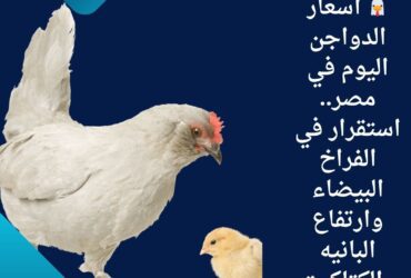 🐔 أسعار الدواجن اليوم في مصر.. استقرار في الفراخ البيضاء وارتفاع البانيه والكتاكيت