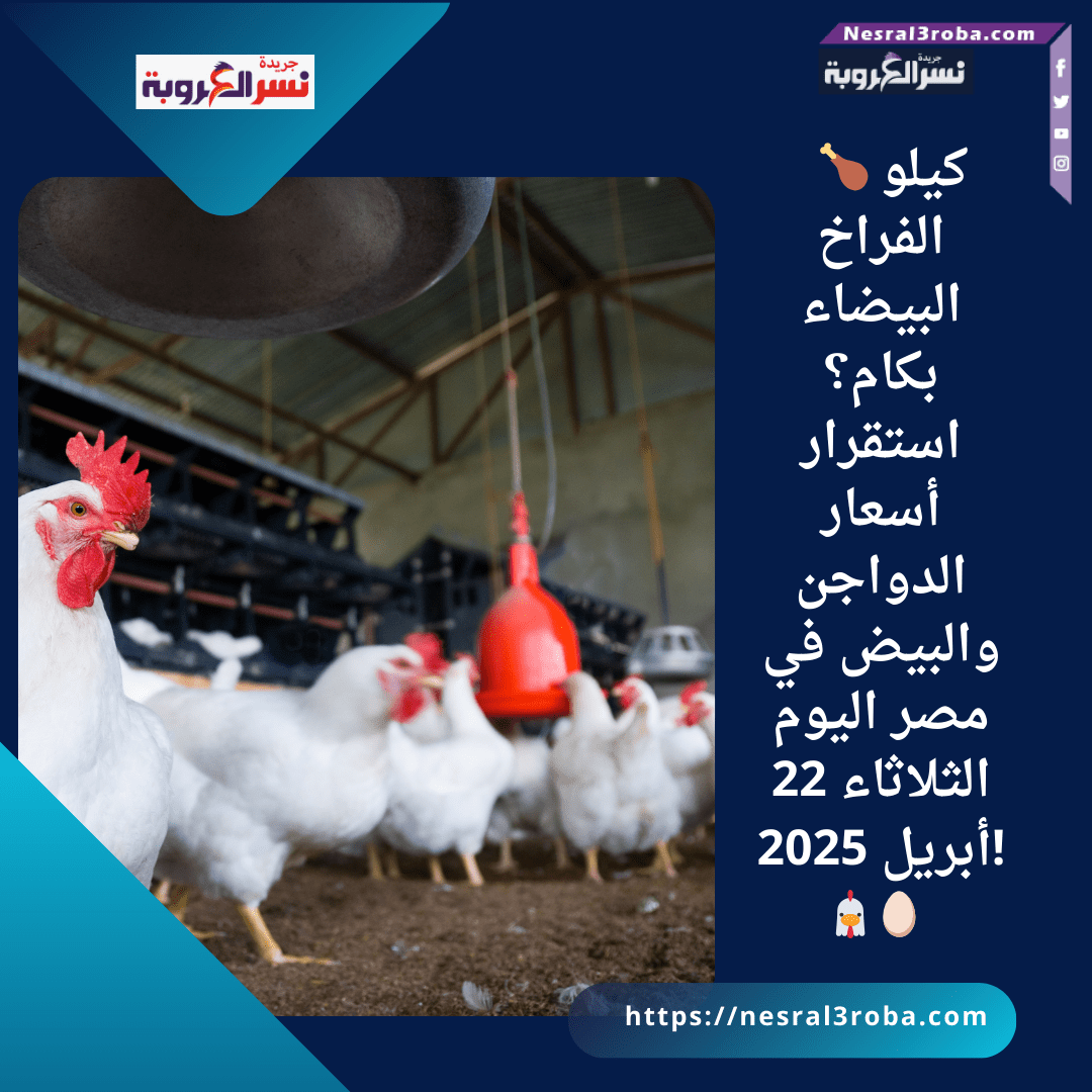 🍗 كيلو الفراخ البيضاء بكام؟ استقرار أسعار الدواجن والبيض في مصر اليوم الثلاثاء 22 أبريل 2025! 🐔🥚