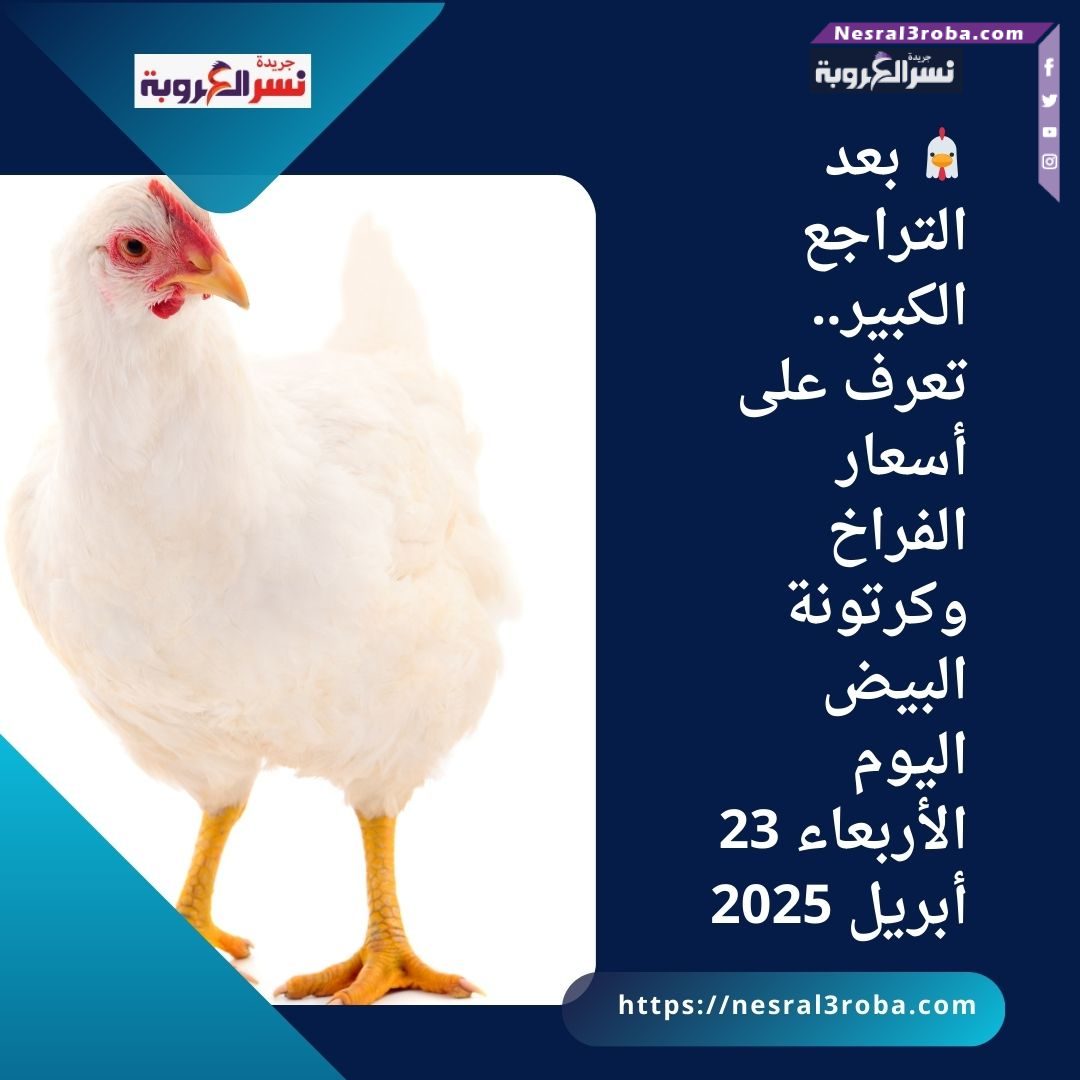 🐔 بعد التراجع الكبير.. تعرف على أسعار الفراخ وكرتونة البيض اليوم الأربعاء 23 أبريل 2025
