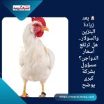 🐔 بعد زيادة البنزين والسولار.. هل ترتفع أسعار الدواجن؟ مسؤول بشركة كبرى يوضح
