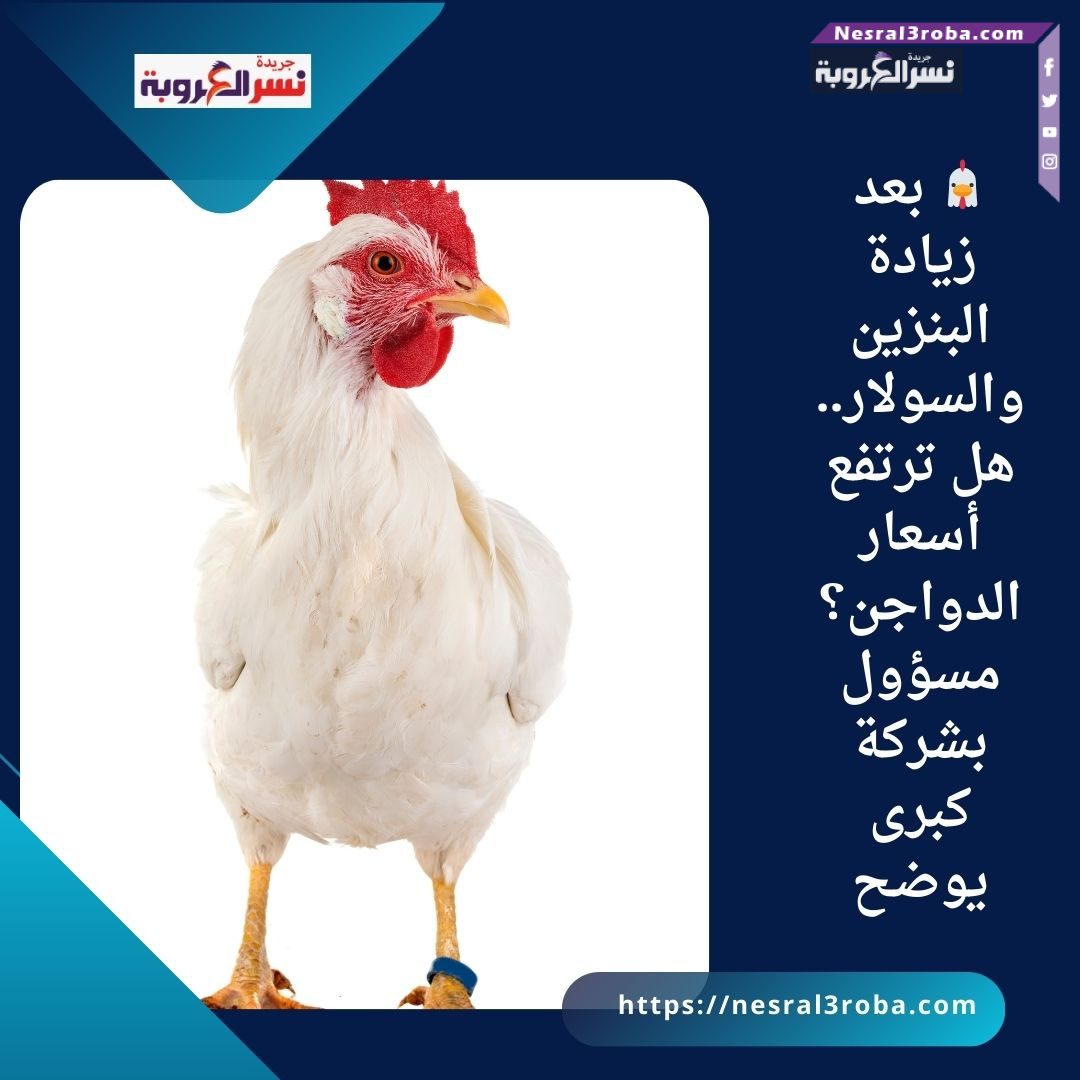 🐔 بعد زيادة البنزين والسولار.. هل ترتفع أسعار الدواجن؟ مسؤول بشركة كبرى يوضح