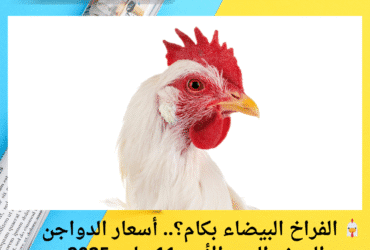 🐔 الفراخ البيضاء بكام؟.. أسعار الدواجن والبيض اليوم الأحد 11 مايو 2025