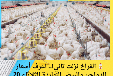 🐔 الفراخ نزلت تاني!.. اعرف أسعار الدواجن والبيض النهاردة الثلاثاء 20 مايو 2025 📉🥚