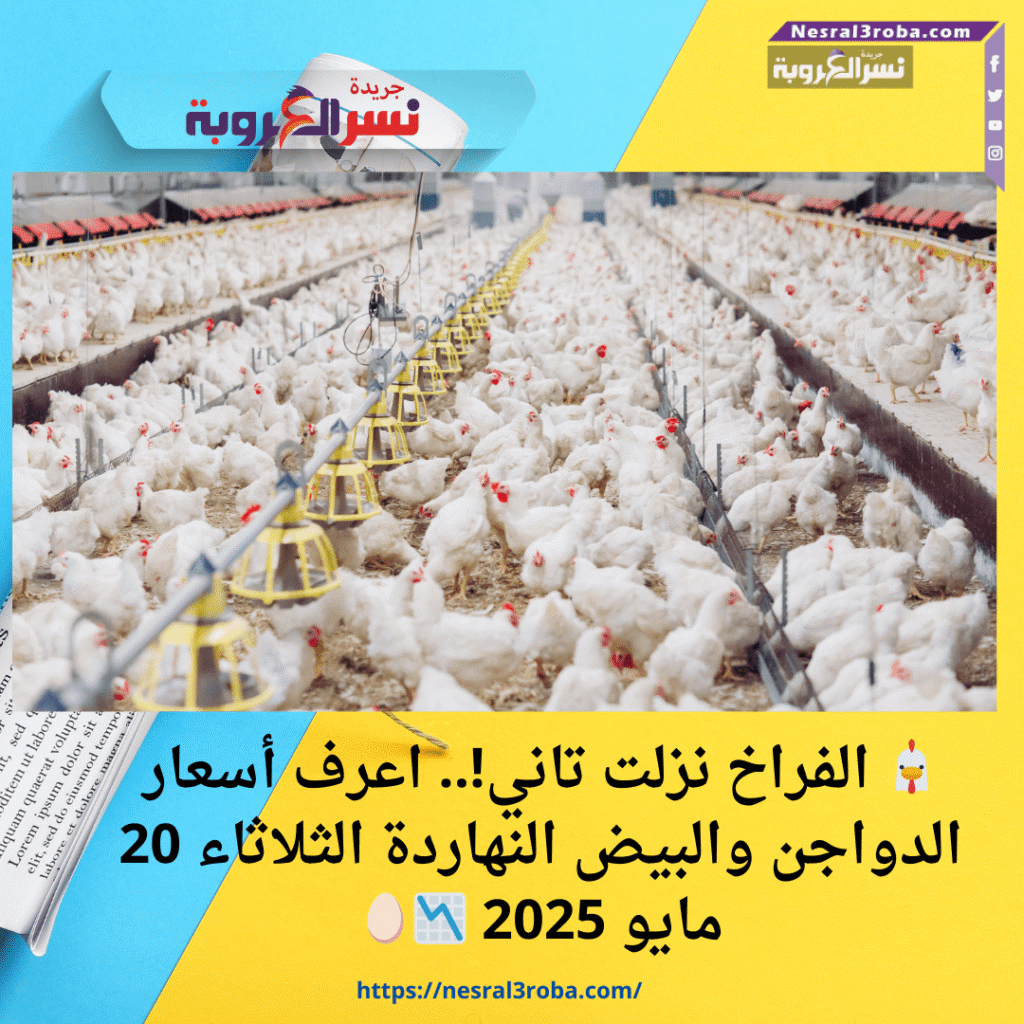 🐔 الفراخ نزلت تاني!.. اعرف أسعار الدواجن والبيض النهاردة الثلاثاء 20 مايو 2025 📉🥚