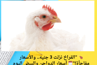 🍗 "الفراخ نزلت 3 جنيه.. والأسعار مفاجأة!"🗓️ أسعار الدواجن والبيض اليوم الأربعاء 21 مايو 2025