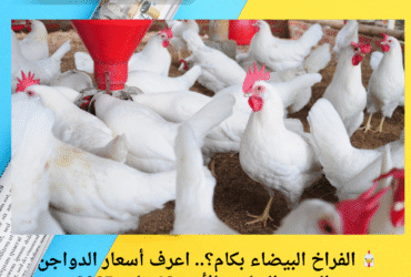 🐔 الفراخ البيضاء بكام؟.. اعرف أسعار الدواجن والبيض النهارده الأحد 18 مايو 2025