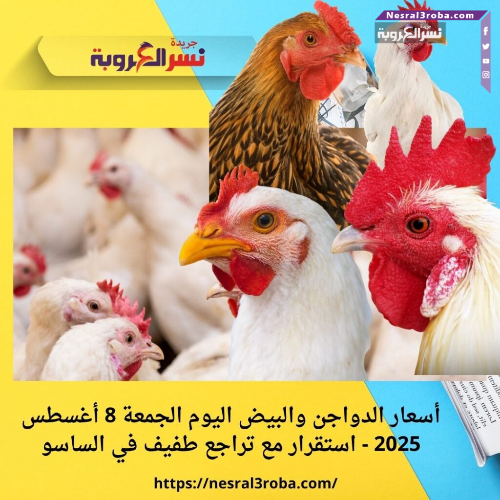 أسعار الدواجن والبيض اليوم الجمعة 8 أغسطس 2025 - استقرار مع تراجع طفيف في الساسو