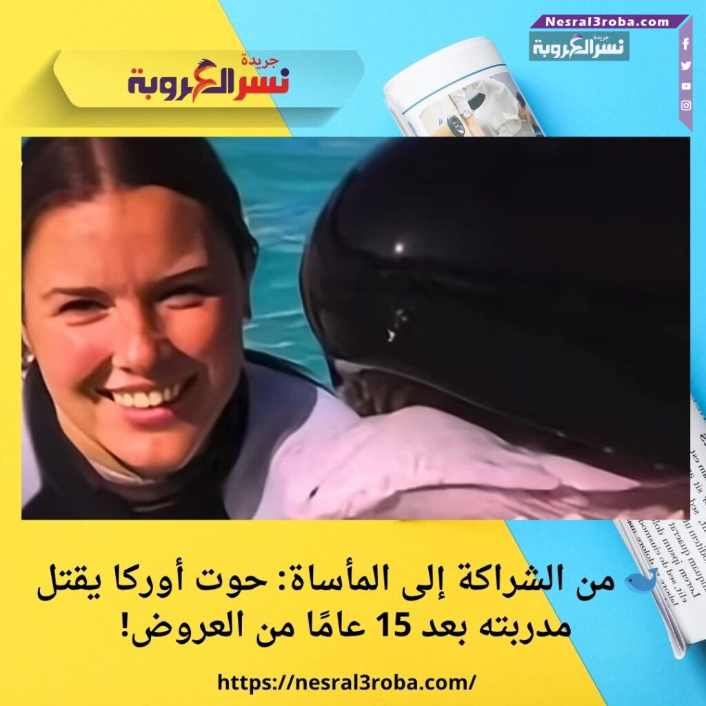 🐋 من الشراكة إلى المأساة: حوت أوركا يقتل مدربته بعد 15 عامًا من العروض!