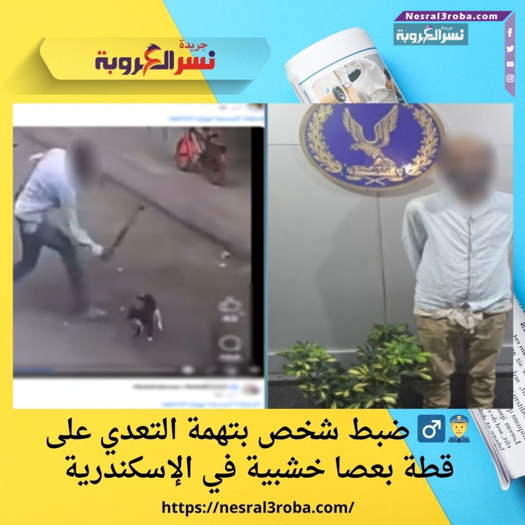 👮‍♂️ ضبط شخص بتهمة التعدي على قطة بعصا خشبية في الإسكندرية