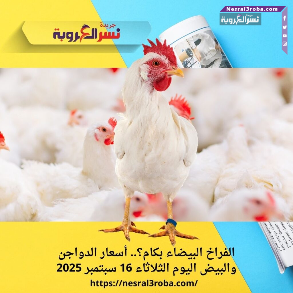 الفراخ البيضاء بكام؟.. أسعار الدواجن والبيض اليوم الثلاثاء 16 سبتمبر 2025