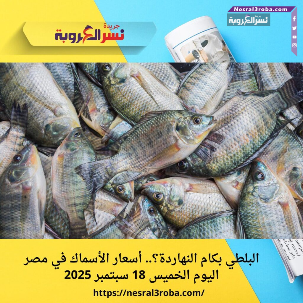 البلطي بكام النهاردة؟.. أسعار الأسماك في مصر اليوم الخميس 18 سبتمبر 2025