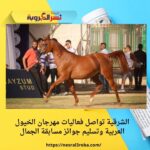 الشرقية تواصل فعاليات مهرجان الخيول العربية وتسليم جوائز مسابقة الجمال