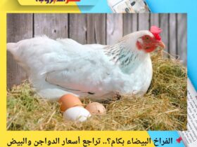 📌 الفراخ البيضاء بكام؟.. تراجع أسعار الدواجن والبيض اليوم الأحد 23 نوفمبر 2025