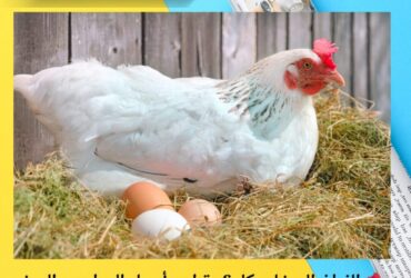 📌 الفراخ البيضاء بكام؟.. تراجع أسعار الدواجن والبيض اليوم الأحد 23 نوفمبر 2025