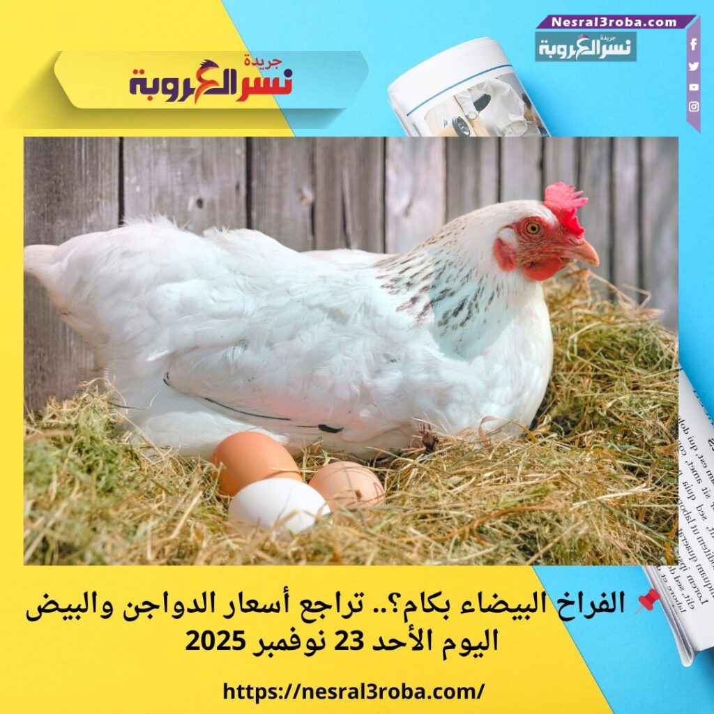 📌 الفراخ البيضاء بكام؟.. تراجع أسعار الدواجن والبيض اليوم الأحد 23 نوفمبر 2025