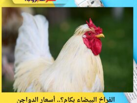 الفراخ البيضاء بكام؟.. أسعار الدواجن والبيض اليوم الأربعاء 26 نوفمبر 2025