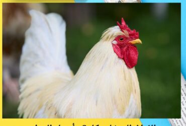 الفراخ البيضاء بكام؟.. أسعار الدواجن والبيض اليوم الأربعاء 26 نوفمبر 2025