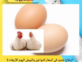 "ارتفاع جديد في أسعار الدواجن والبيض اليوم الأربعاء 3 ديسمبر 2025.. الفراخ البيضاء تقفز لـ71 جنيهًا"
