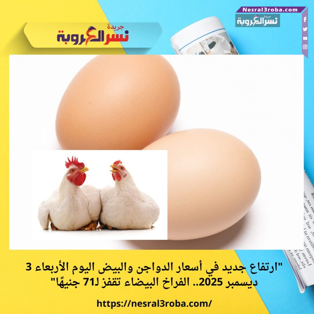 "ارتفاع جديد في أسعار الدواجن والبيض اليوم الأربعاء 3 ديسمبر 2025.. الفراخ البيضاء تقفز لـ71 جنيهًا"