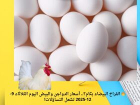 🔥 الفراخ البيضاء بكام؟.. أسعار الدواجن والبيض اليوم الثلاثاء 9-12-2025 تشعل التساؤلات! 39 🔥 الفراخ البيضاء بكام؟.. أسعار الدواجن والبيض اليوم الثلاثاء 9-12-2025 تشعل التساؤلات!