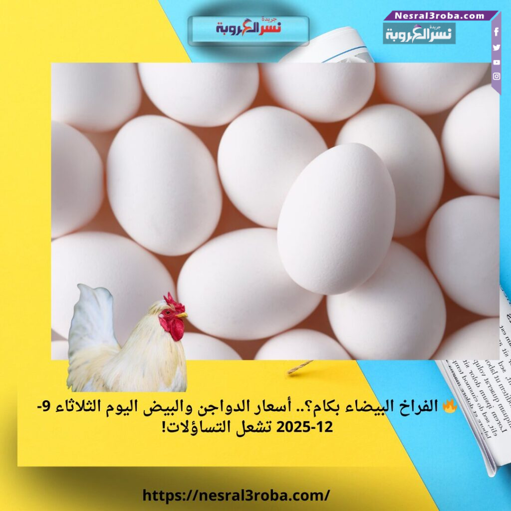 🔥 الفراخ البيضاء بكام؟.. أسعار الدواجن والبيض اليوم الثلاثاء 9-12-2025 تشعل التساؤلات! 25 🔥 الفراخ البيضاء بكام؟.. أسعار الدواجن والبيض اليوم الثلاثاء 9-12-2025 تشعل التساؤلات!