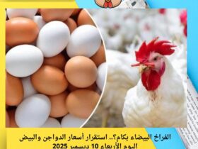 الفراخ البيضاء بكام؟.. استقرار أسعار الدواجن والبيض اليوم الأربعاء 10 ديسمبر 2025 33 الفراخ البيضاء بكام؟.. استقرار أسعار الدواجن والبيض اليوم الأربعاء 10-12-2025