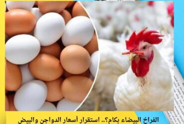 الفراخ البيضاء بكام؟.. استقرار أسعار الدواجن والبيض اليوم الأربعاء 10-12-2025