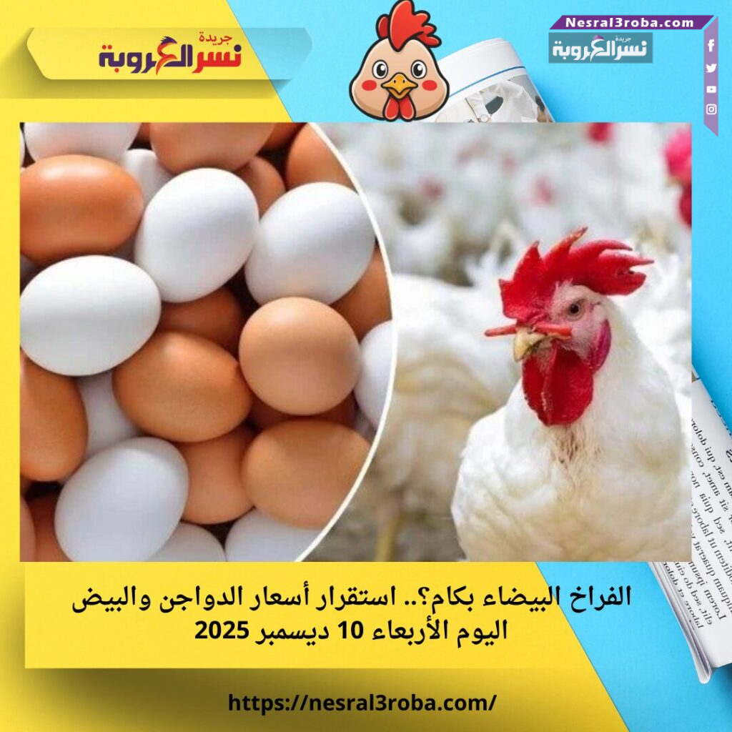 الفراخ البيضاء بكام؟.. استقرار أسعار الدواجن والبيض اليوم الأربعاء 10-12-2025