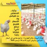 الفراخ البيضاء بكام النهارده؟.. تراجع مفاجئ في أسعار الدواجن والبيض اليوم الأحد 14 ديسمبر 2025 🐔🥚