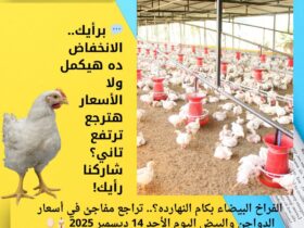 الفراخ البيضاء بكام النهارده؟.. تراجع مفاجئ في أسعار الدواجن والبيض اليوم الأحد 14 ديسمبر 2025 🐔🥚 37 الفراخ البيضاء بكام النهارده؟.. تراجع مفاجئ في أسعار الدواجن والبيض اليوم الأحد 14 ديسمبر 2025 🐔🥚