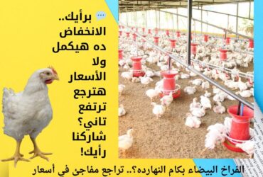 الفراخ البيضاء بكام النهارده؟.. تراجع مفاجئ في أسعار الدواجن والبيض اليوم الأحد 14 ديسمبر 2025 🐔🥚