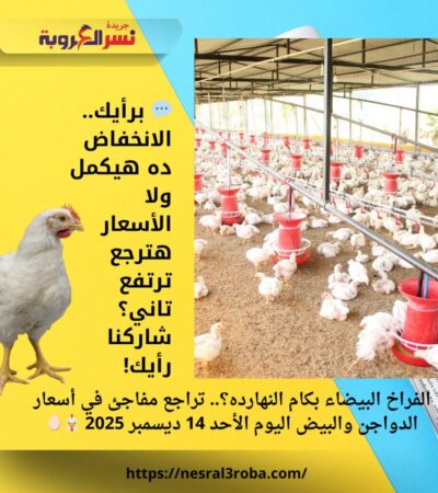 الفراخ البيضاء بكام النهارده؟.. تراجع مفاجئ في أسعار الدواجن والبيض اليوم الأحد 14 ديسمبر 2025 🐔🥚