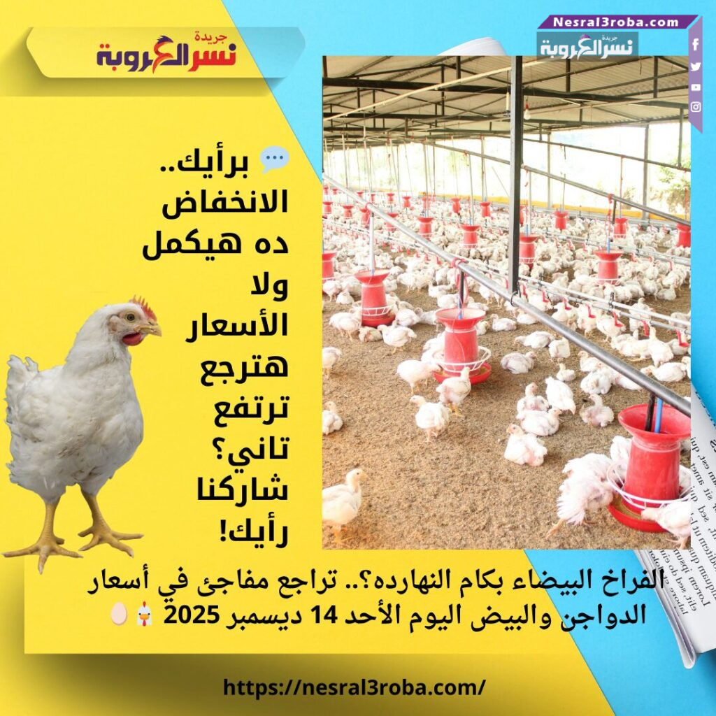 الفراخ البيضاء بكام النهارده؟.. تراجع مفاجئ في أسعار الدواجن والبيض اليوم الأحد 14 ديسمبر 2025 🐔🥚 25 الفراخ البيضاء بكام النهارده؟.. تراجع مفاجئ في أسعار الدواجن والبيض اليوم الأحد 14 ديسمبر 2025 🐔🥚