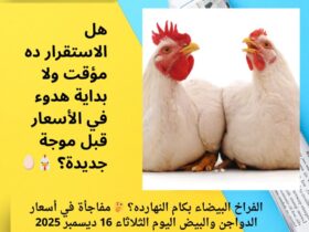 الفراخ البيضاء بكام النهارده؟ 🤔 مفاجأة في أسعار الدواجن والبيض اليوم الثلاثاء 16 ديسمبر 2025 30 الفراخ البيضاء بكام النهارده؟ 🤔 مفاجأة في أسعار الدواجن والبيض اليوم الثلاثاء 16 ديسمبر 2025