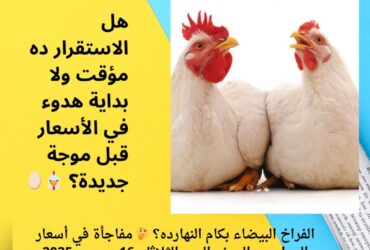 الفراخ البيضاء بكام النهارده؟ 🤔 مفاجأة في أسعار الدواجن والبيض اليوم الثلاثاء 16 ديسمبر 2025