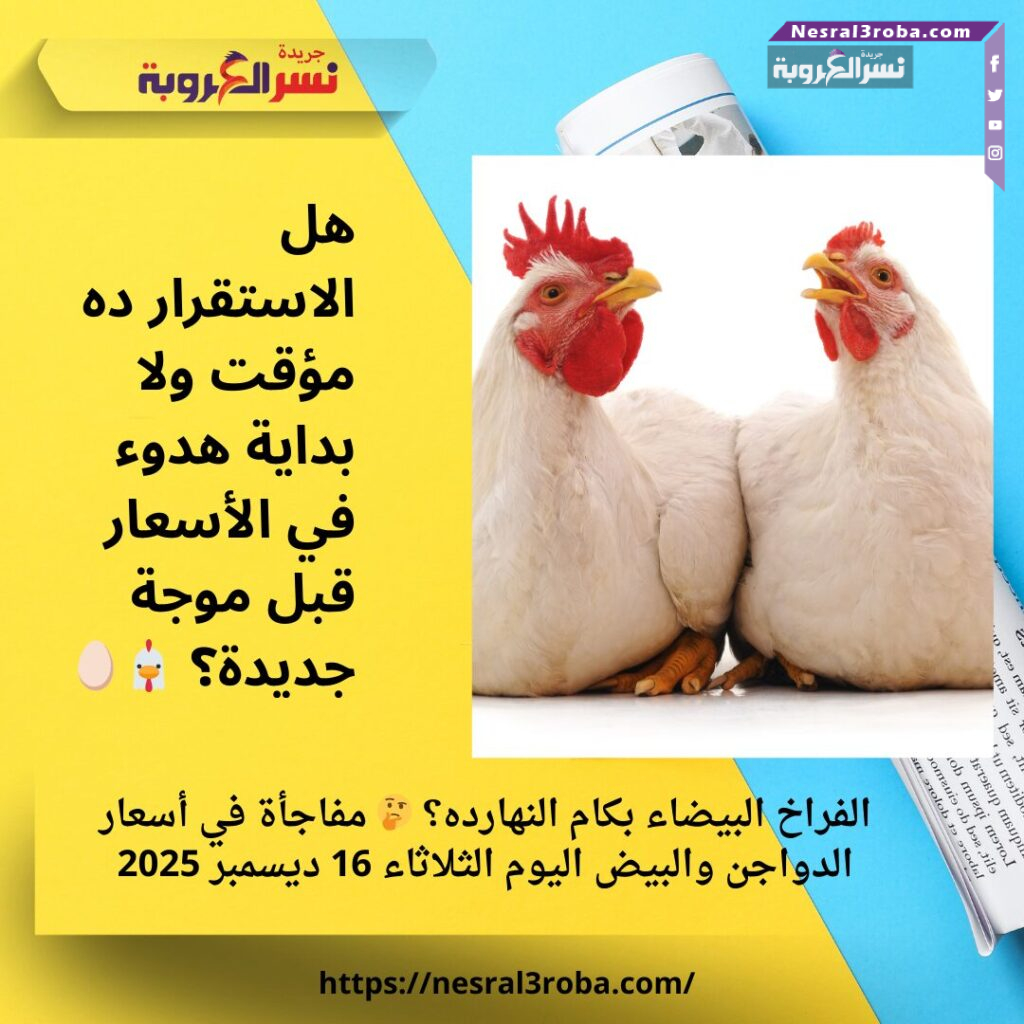 الفراخ البيضاء بكام النهارده؟ 🤔 مفاجأة في أسعار الدواجن والبيض اليوم الثلاثاء 16 ديسمبر 2025 25 الفراخ البيضاء بكام النهارده؟ 🤔 مفاجأة في أسعار الدواجن والبيض اليوم الثلاثاء 16 ديسمبر 2025